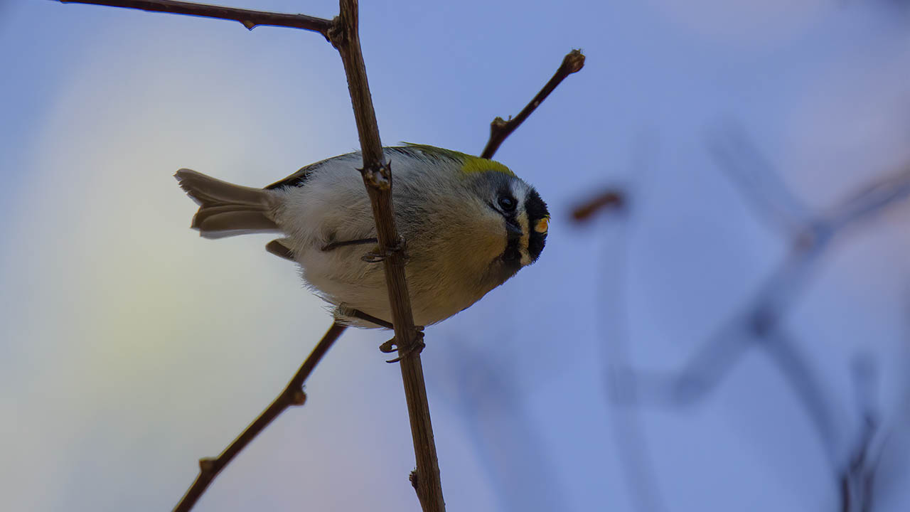 Common Firecrest